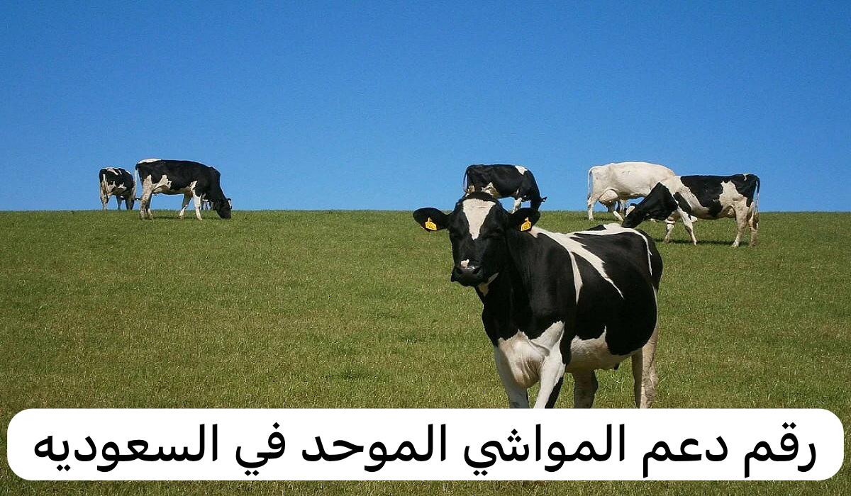 رقم دعم المواشي الموحد