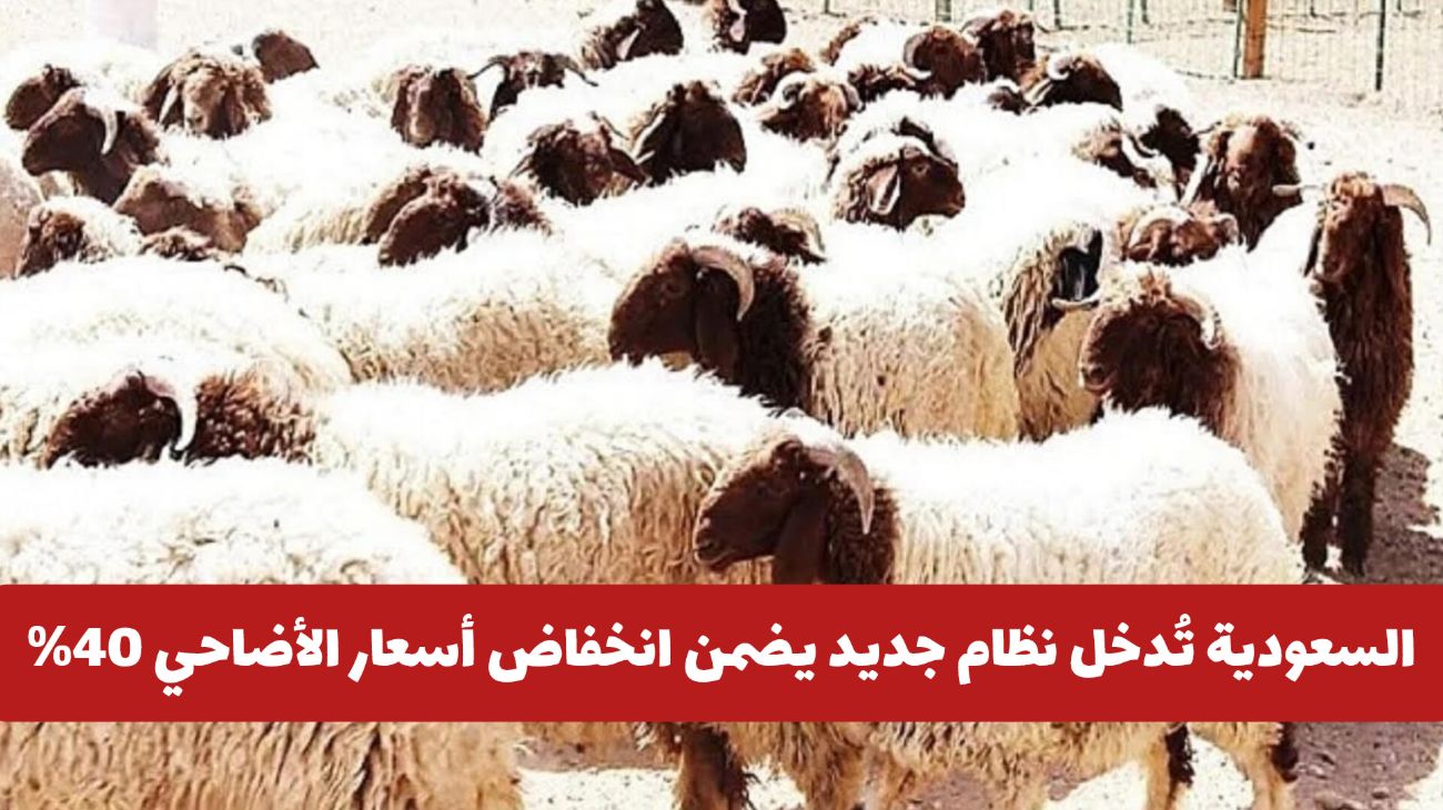 أسعار الأضاحي 2025 تشهد أكبر انخفاض في تاريخ السعودية .. تعرف على آلية البيع الجديدة والأسعار