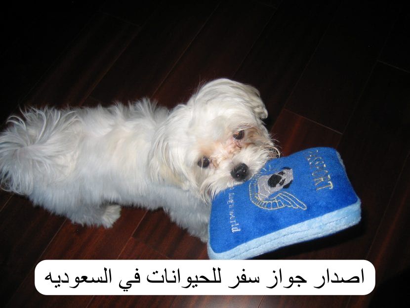 اصدار جواز سفر للحيوانات